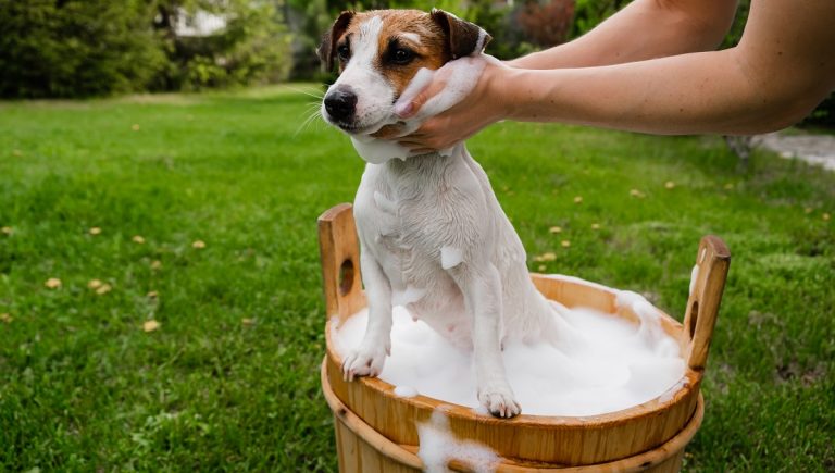 Can You Use T Gel Shampoo on Dogs?