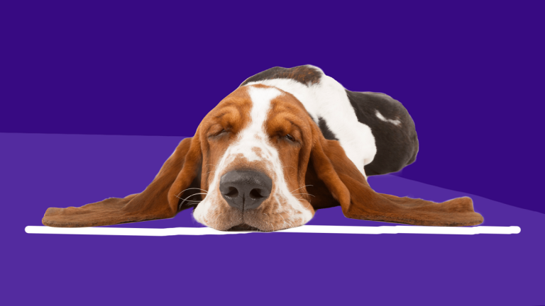 Does Loxicom Make Dogs Sleepy?