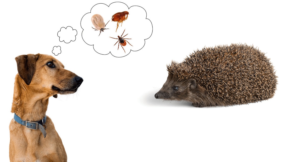 How Long Will Hedgehog Fleas Live on a Dog
