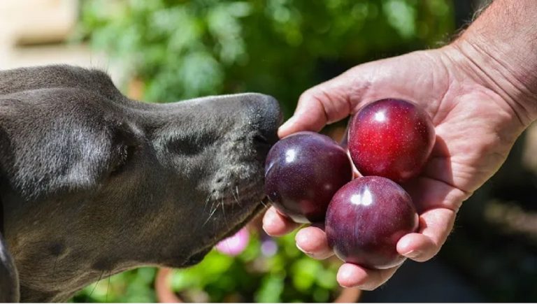 What to Do If My Dog Ate a Plum Seed?